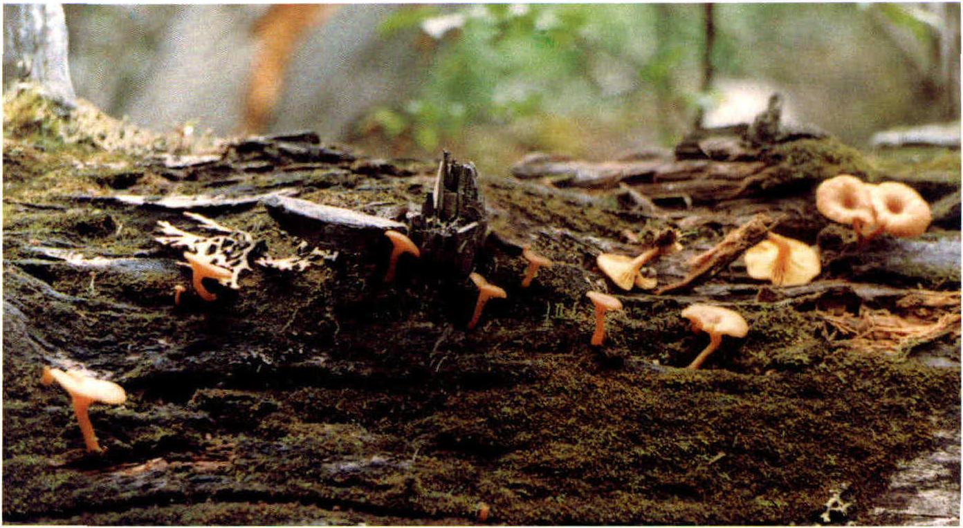 Omphalina buccinalis (Sow.) Cooke